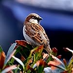 Review Image by Susan Young Susan Young