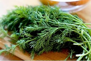 Dill Dwarf Fernleaf - Heirloom 100 Seeds - Culinary Herb for Planting Outdoors