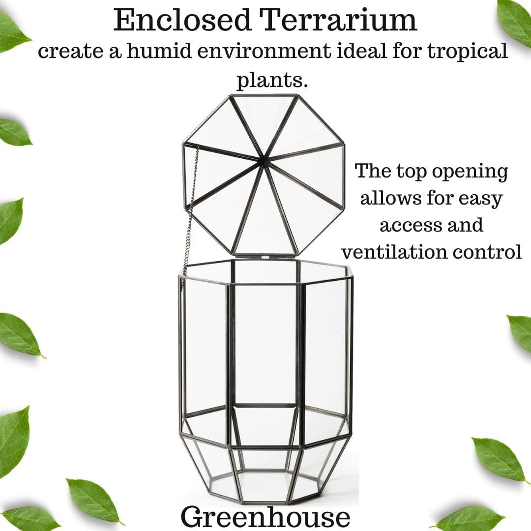 SuperMoss (90405) Glass Terrarium – Elegant Indoor Gardening Décor, Ideal Gifts for Plant Lovers, Modern Home & Office Decoration, 7.5” x 7.5” x 14”, Greenhouse