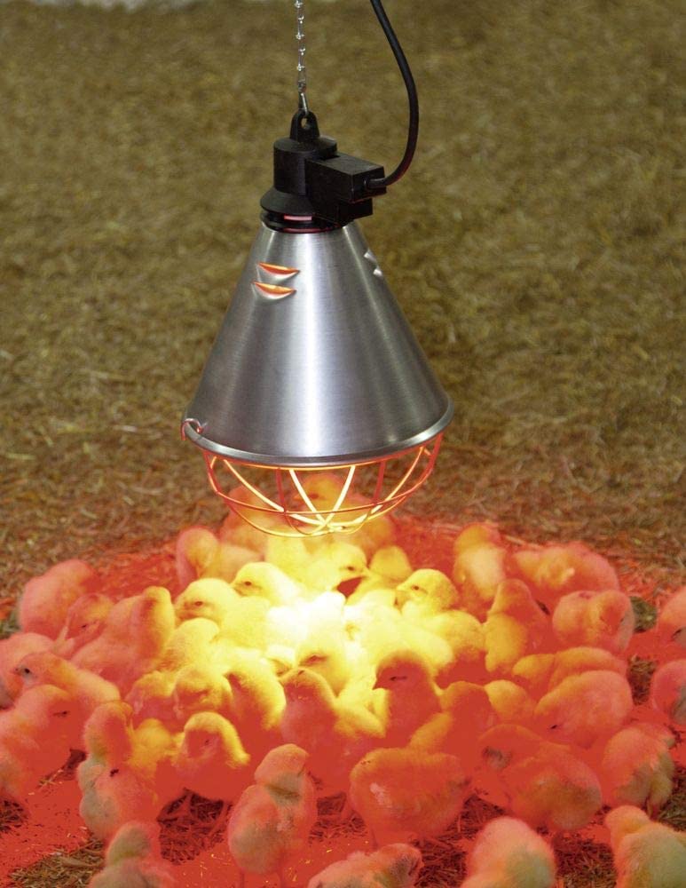 Kit Lampada a Raggi Infrarossi Riscaldante da 150 W + Riflettore Portalampada con Griglia di Protezione, Catena per Il Fissaggio e Cavo da 2.5m