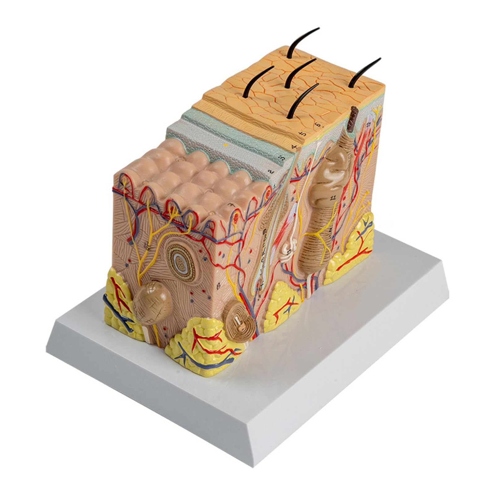 Modelo anatómico de la piel Estructura de la piel humana Modelo de anatomía Ayudas para la enseñanza médica para estudio de enfermedades Informe de conferencia médica Estructura diseccionable