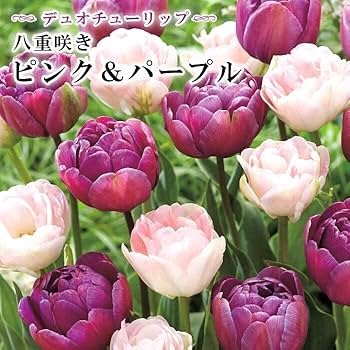 Amazon.co.jp: チューリップ 球根 八重咲き ピンク＆パープル 6