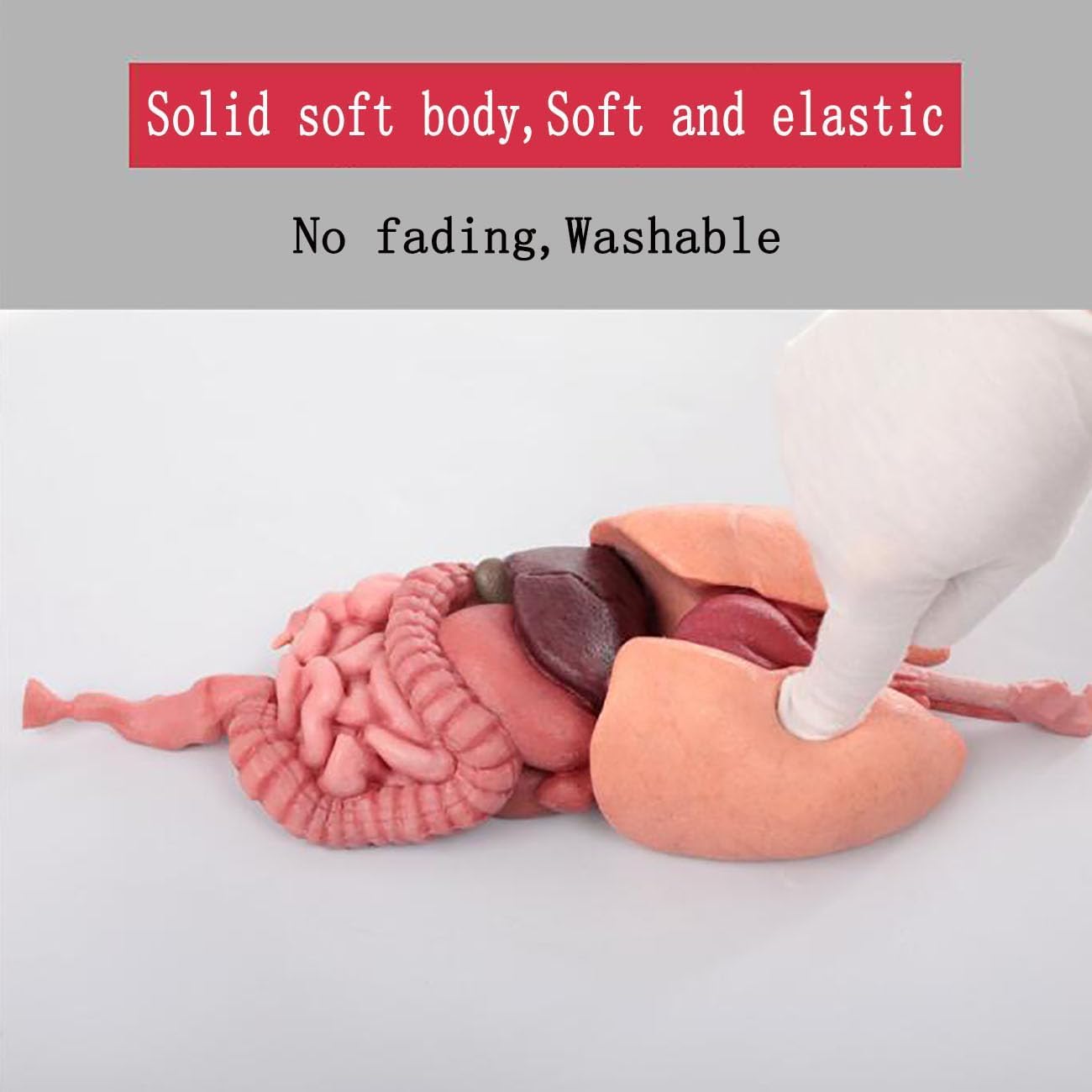 Silicone Human Intestine Model 3D Anatomy Model Realistic Lung Liver Stomach Colon Small Intestine Kidney Medical Training Meat 32cm