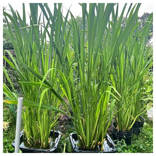 50 piezas Semillas de Zizania latifolia, semillas de hortalizas - semillas orgánicas hortalizas semillas de hortalizas semillas de hortalizas, semillas de hortalizas de balcón. semillas