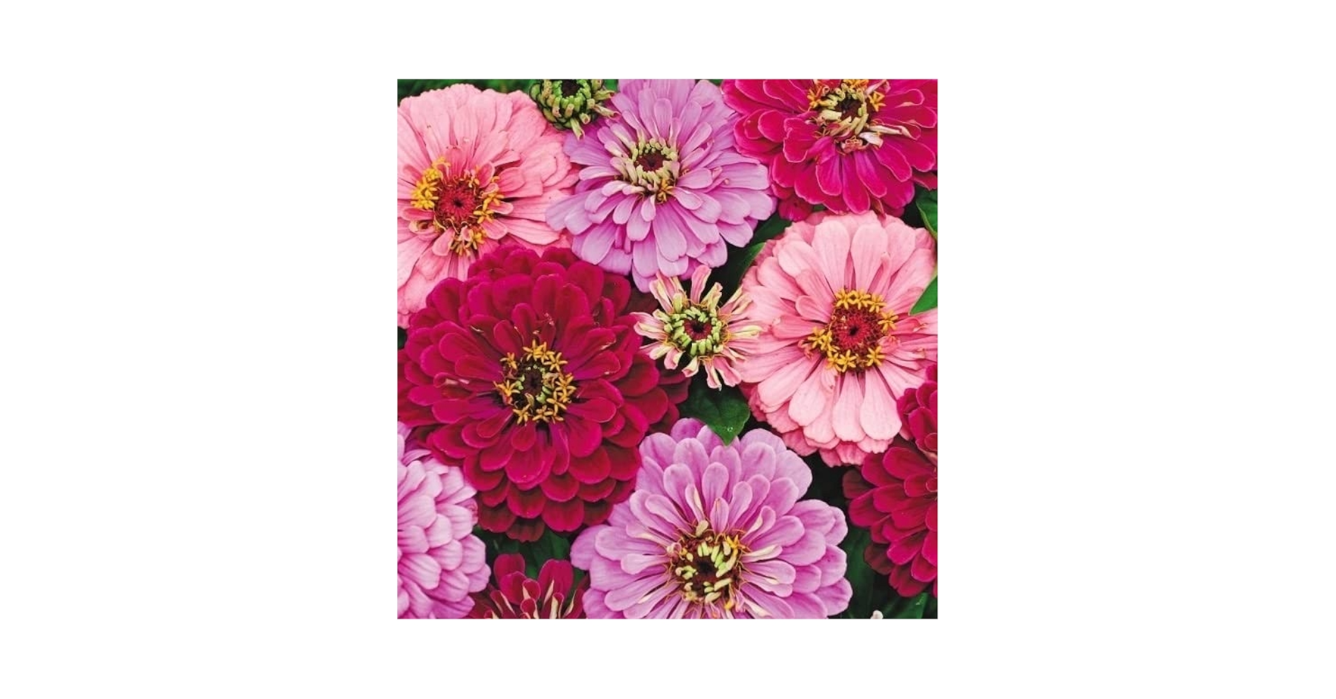 Amazon.co.jp: 種 花たね 百日草 アートデコミックス 1袋（500mg