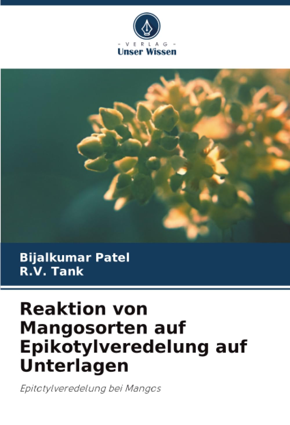 Reaktion von Mangosorten auf Epikotylveredelung auf Unterlagen: Epitotylveredelung bei Mangos
