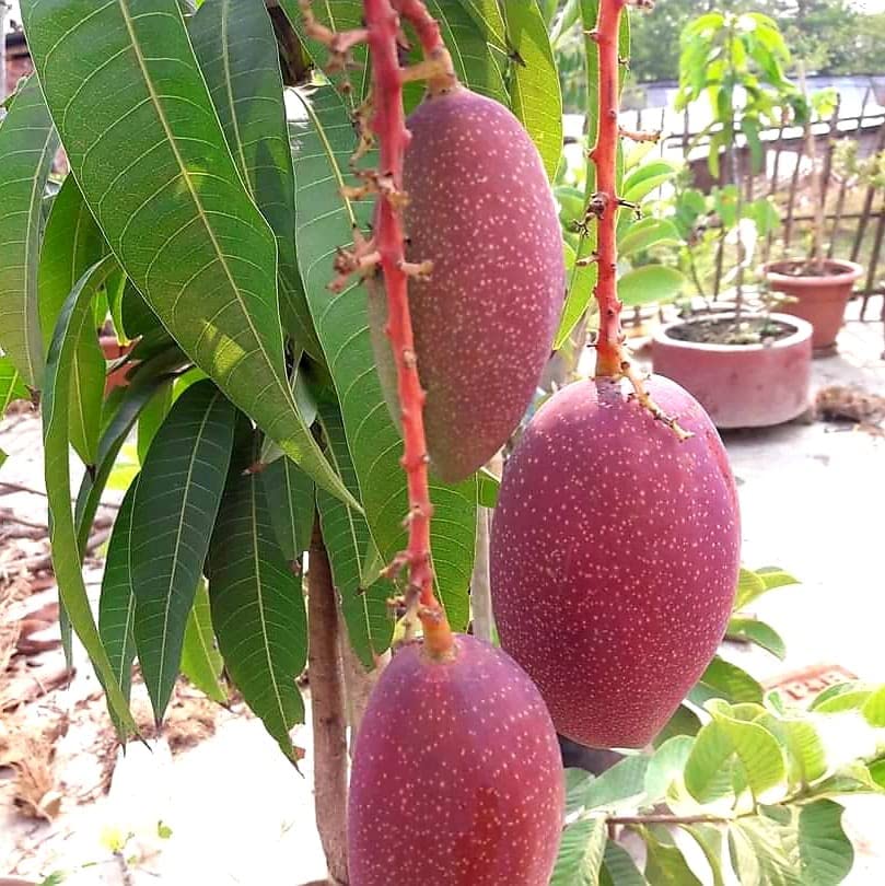 Nectar Garden King Of Chakapat Mango Plant- Grafted Variant Mango Plant (B0B525H9D5) Amazon Price History, Amazon Price Tracker
