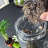 DIY Medium Open and Closed Terrarium Kit (Champagne Pebbles) - Image 6