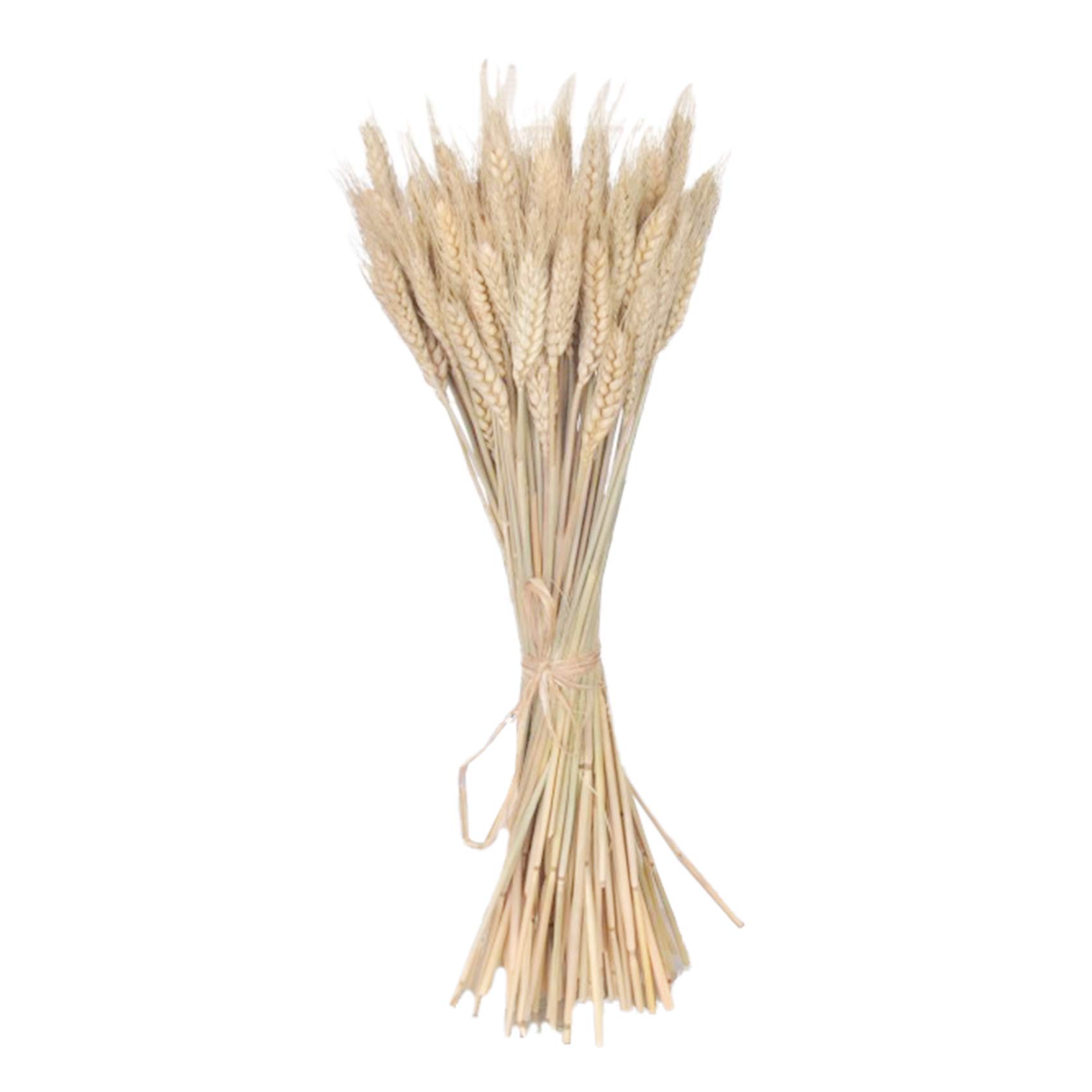 Bisofice 100 Stems Dried Flowers Natural Wheat Ears Dried Wheat Stalks Wheat Grain Flowers Bundle for Home Dining Table Flower Arrangement Art Wedding Decoration 15.7inch