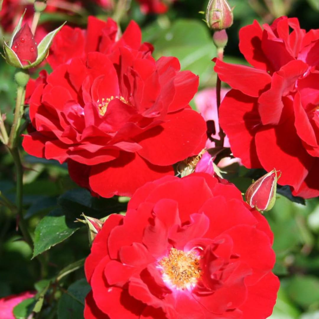 Rosa Rose Bush Live Plant, Heirloom Rose Plant Live for Planting, 5-8 Inch Height, Dwarf Reblooming Shrub (Sun Red Rose)
