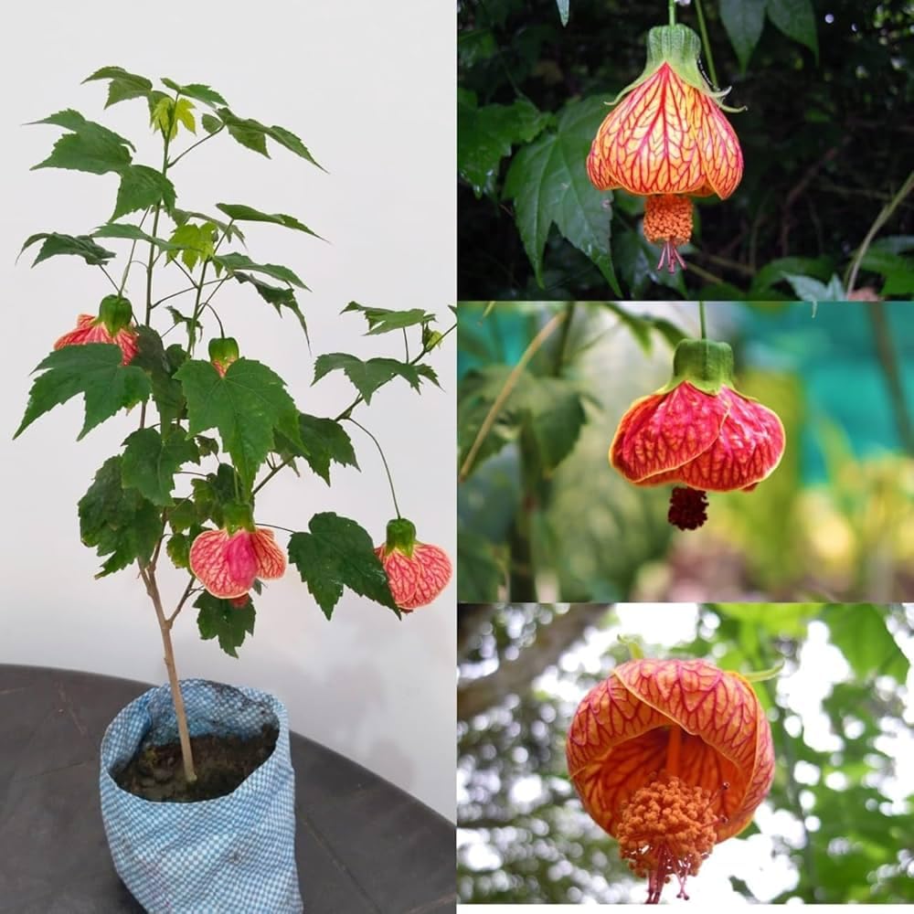 Rare Lantern Hibiscus (Lanthan Joba) Exotic Live Plant - Pack of 1, Without Pot-image-23