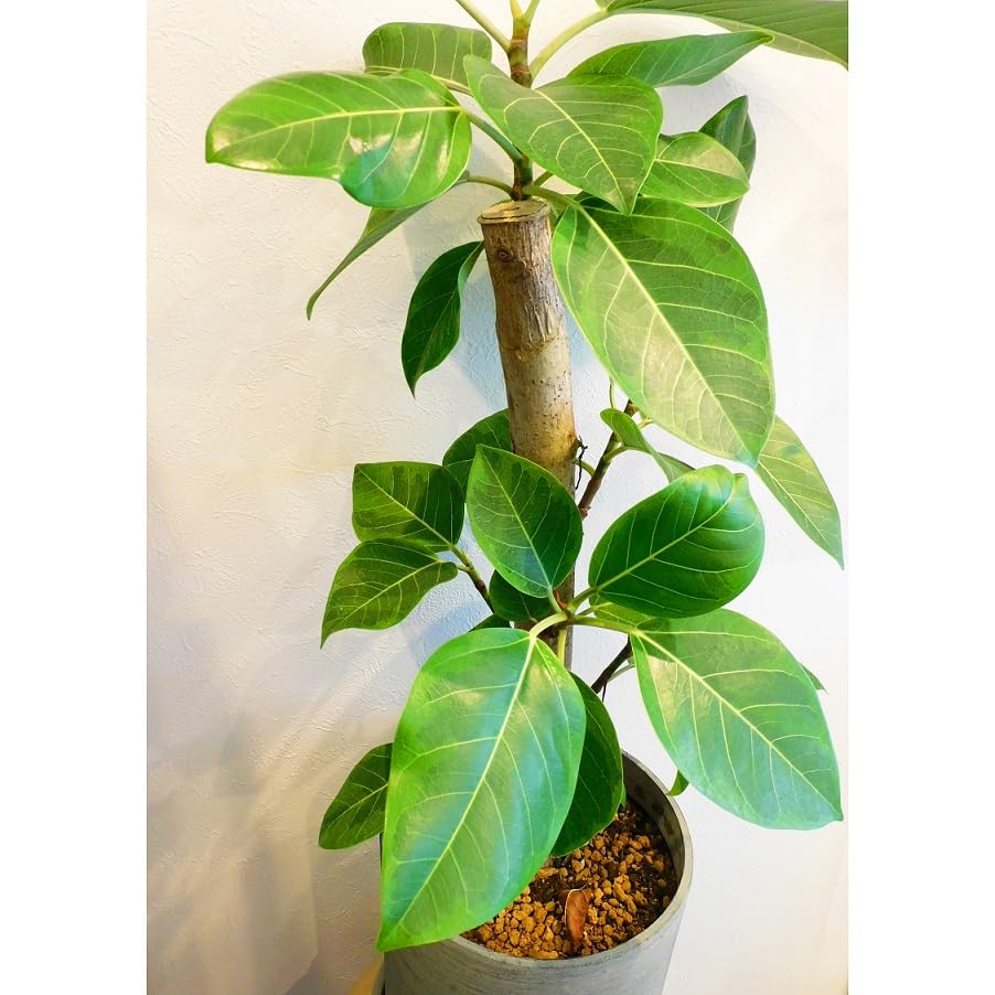 Amazon｜観葉植物 ゴムの木 フィカス アルテーシマ 7号｜観葉植物