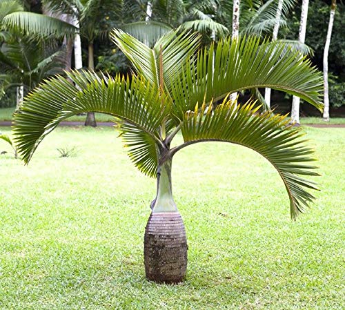 30pcs Green Hyophorbe lagenicaulis Tree Seeds Generic 30pcs Green Hyophorbe lagenicaulis Tree Seeds Generic