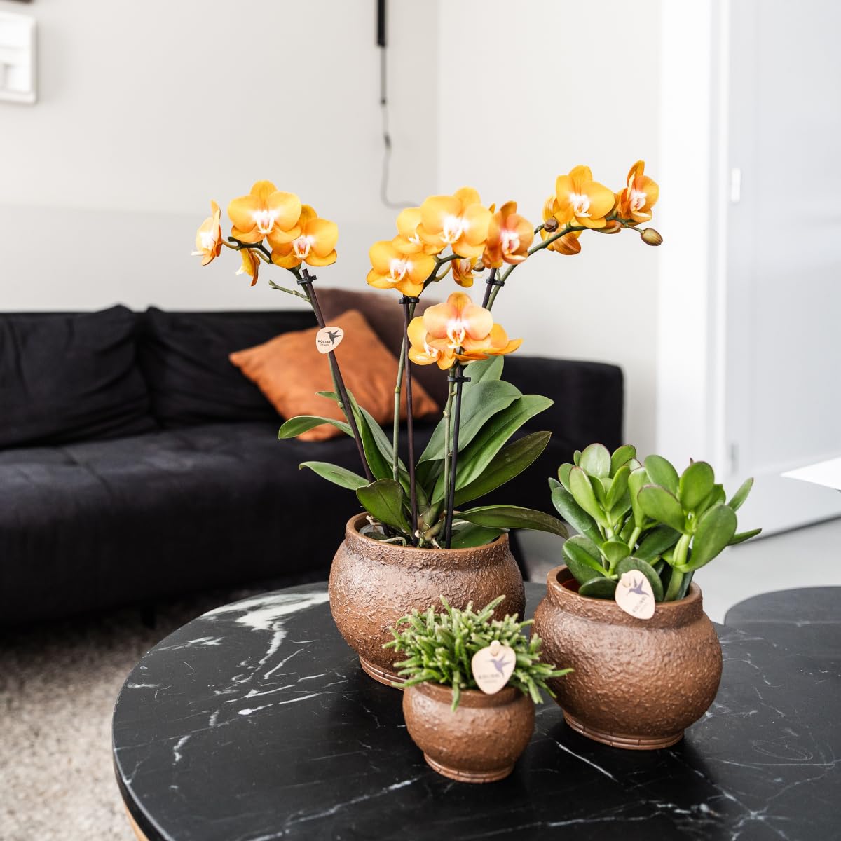 Kolibri Las Vegas Lot de 4 orchidées Phalaenopsis – Taille du pot Ø 12 cm – Plante d'intérieur à fleurs – Fraîche de l'éleveur