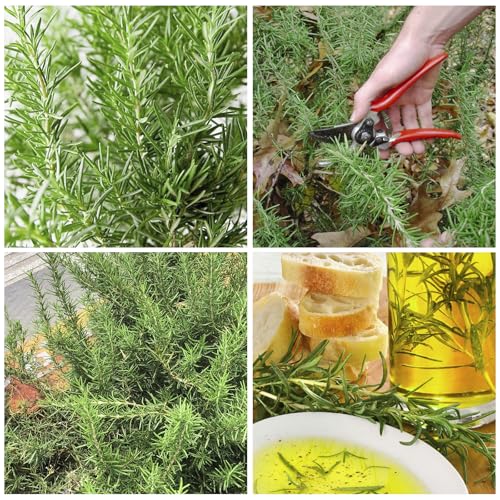 1000+ Rosemary Seeds for Planting-Non-GMO Heirloom Herbs Plant Seeds Garden Outdoor - Image 2