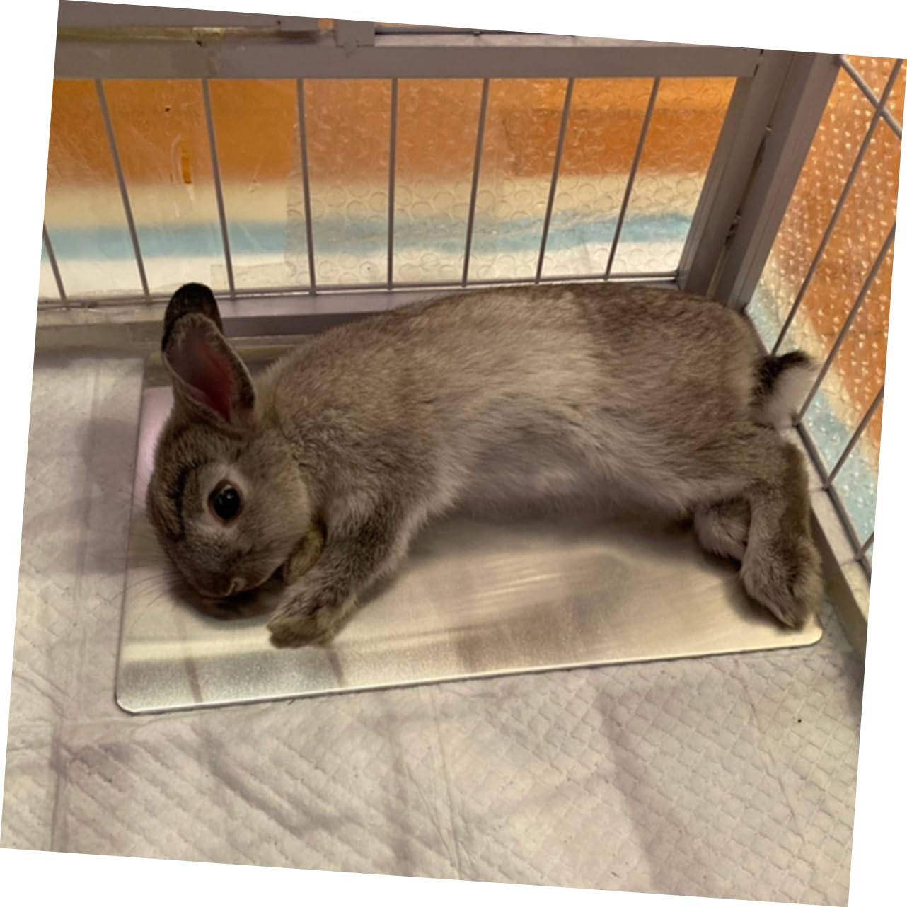 Alasum Kühlmatte für Hamster und Kaninchen, 2 Stück, Aluminium