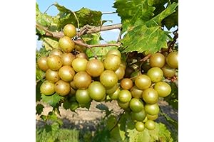 Premium Muscadine Grape Vine for Flourishing Outdoor Plantings