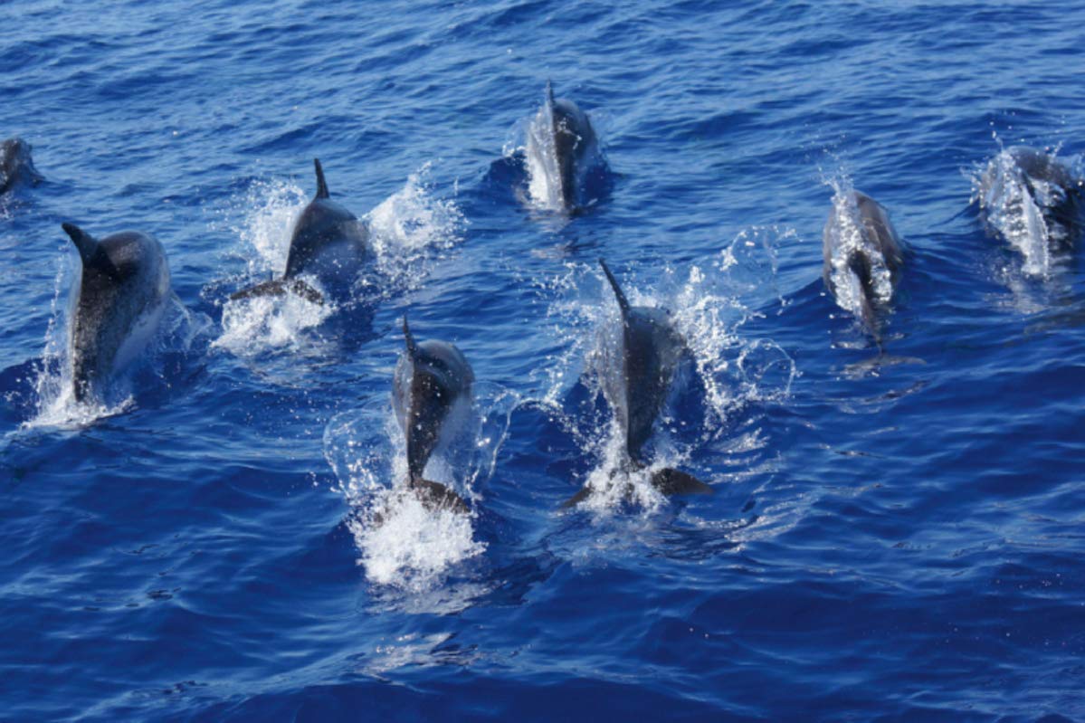 CALVENDO Madeira 2019 - Familienplaner hoch