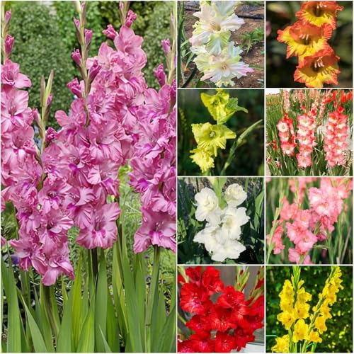 bulbi di gladioli - copertura resistente di bonsai, balcone giardino resistenti in perenni resistenti all'aperto 12pcs