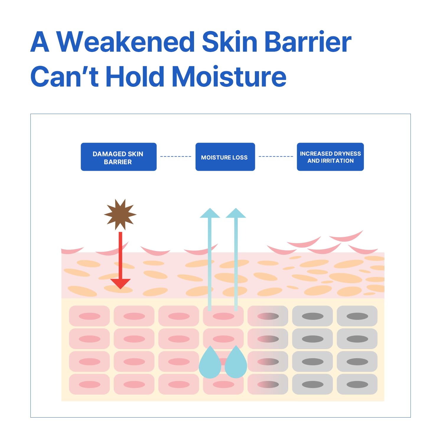 AVCA Aqua Hyaluronic Acid Daily Moisturizer 200ml(6.76 fl. oz) – Ceramide Barrier Support Cream for Dry Skin, Lightweight Rich Texture - Image 5