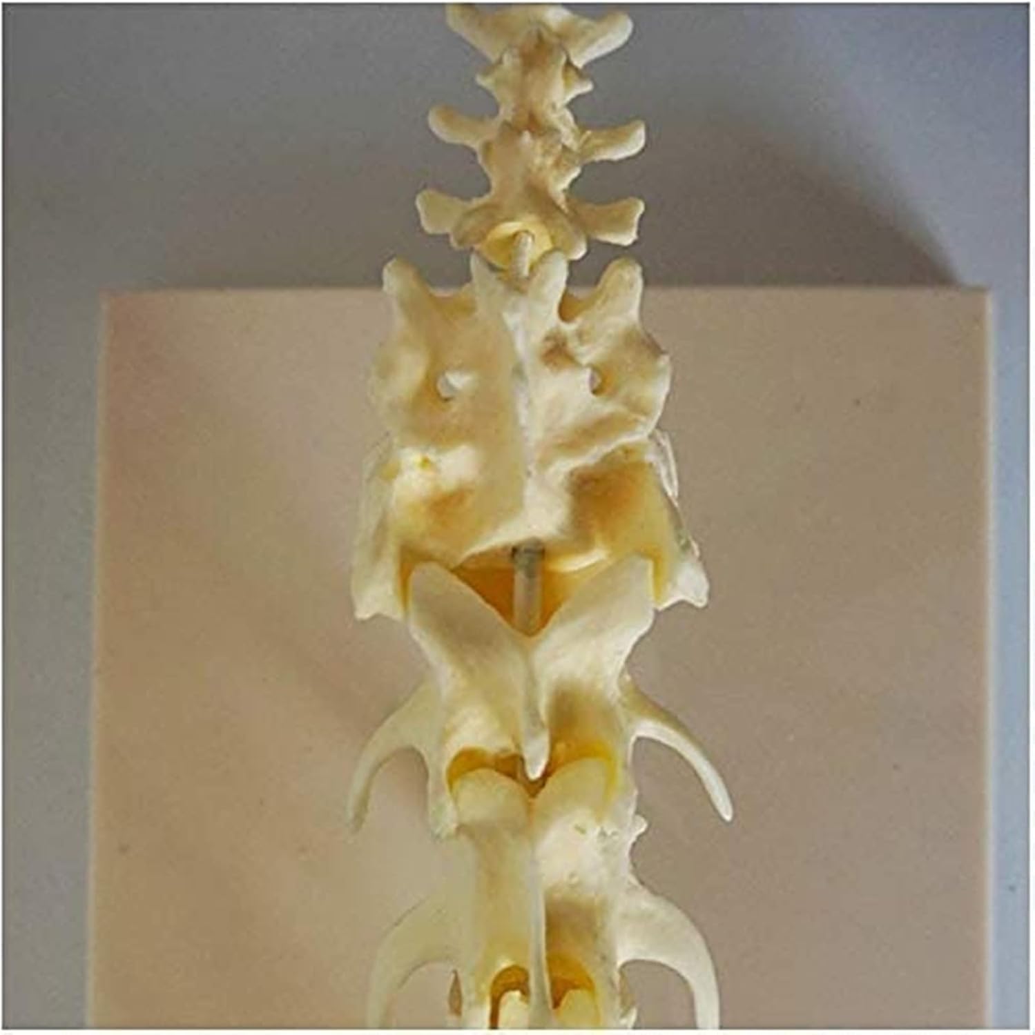 Modelo de columna vertebral de perro, modelo educativo de anatomía de vértebras lumbares de perro, material didáctico anatómico de esqueleto animal, herramienta de demostración veterinaria