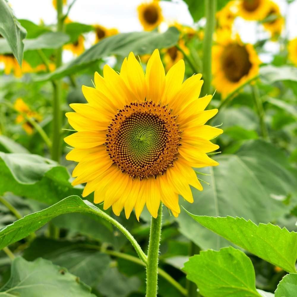 See full amazon price history chart for Live Green Sunflower Russian Giant Seeds Special for Summer Season - Qty 30 Seeds Live Green Sunflower Russian Giant Seeds Special for Summer Season - Qty 30 Seeds (B0BX71LBSF) Amazon Price History, Amazon Price Tracker