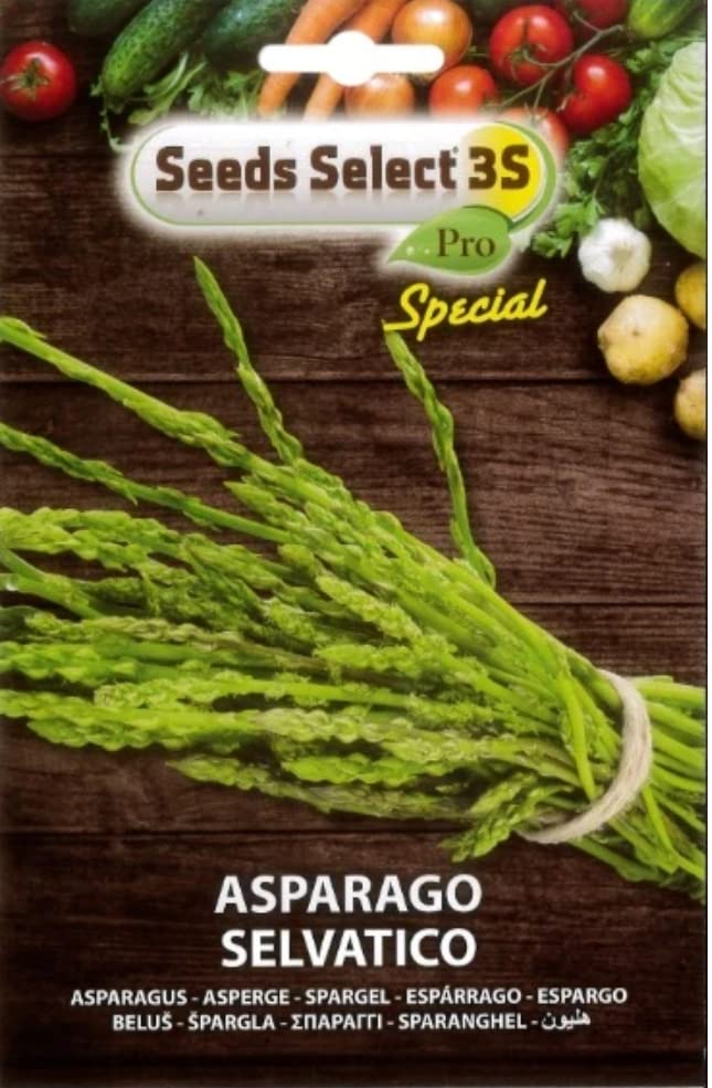 500 Semi Di Asparago Selvatico - Da Piantare