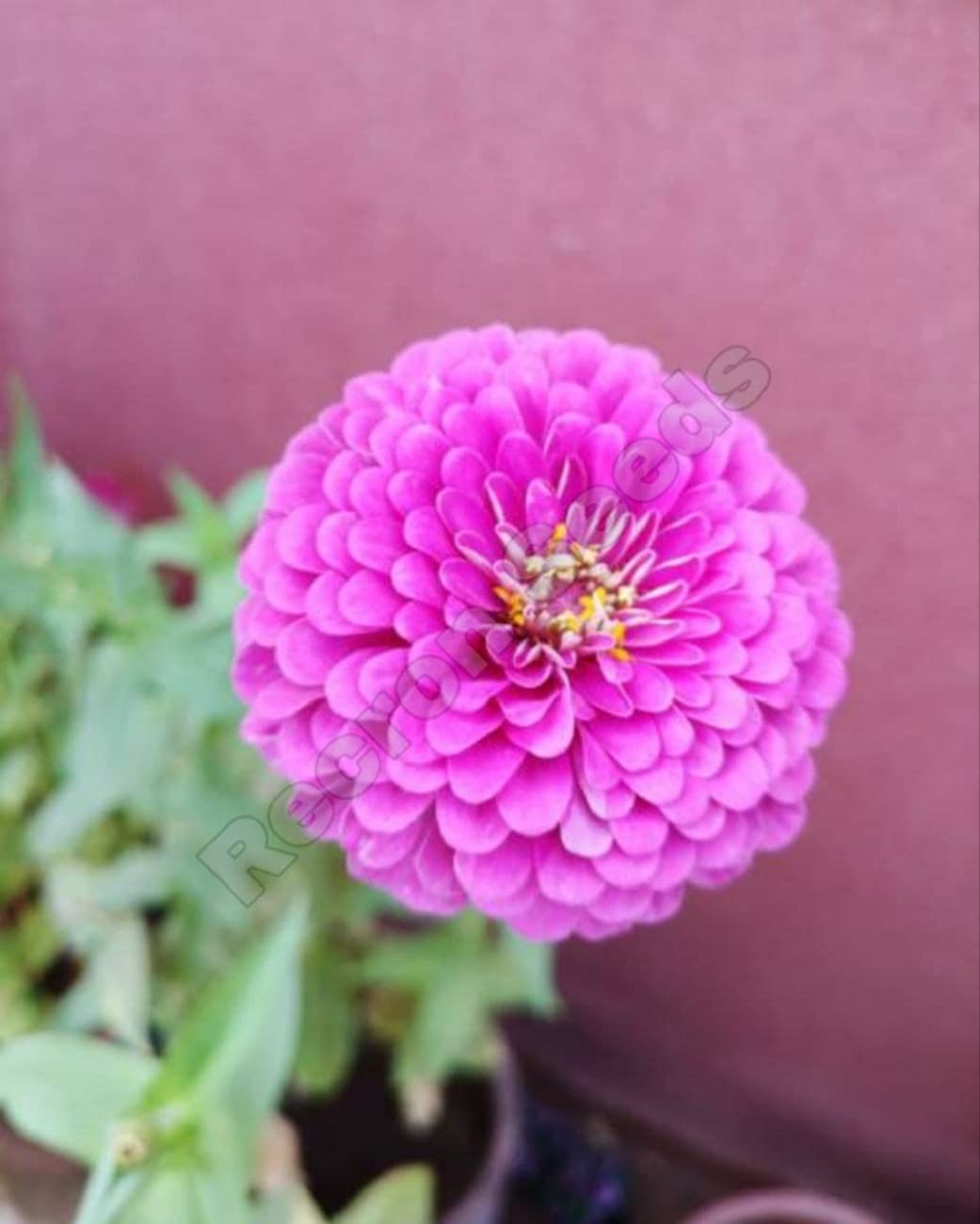 Zinnia F1 Tall Pink Flower HybridPack Of 30 Seeds Amazon.in