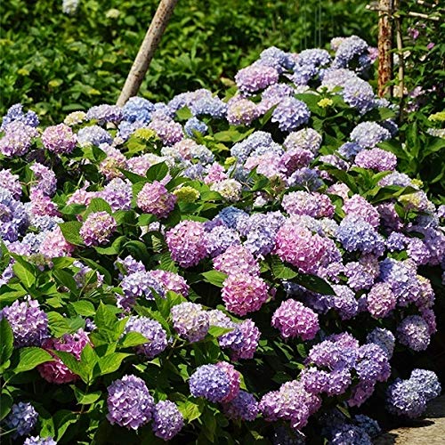 Nooelec Seeds India E Garden Endless Summer Hydrangea Mix Seeds - 50 Seeds Eco Pack (B08JN22LWM) Amazon Price History, Amazon Price Tracker