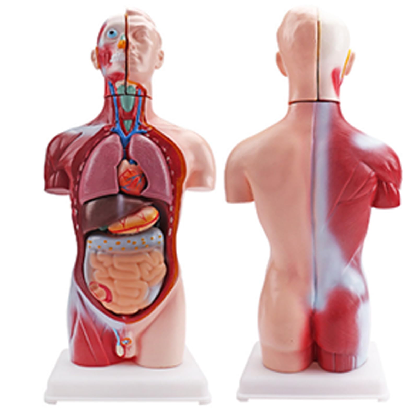Modello di torso di educazione scientifica con sezioni di anatomia contrassegnate a colori | Base verticale, pezzo dimostrativo per studio scolastico, guida alla preparazione delle lezioni