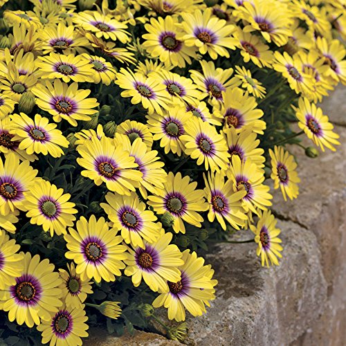 Creative Farmer Flower Seeds For Garden Hedges Daisy Yellow Mixed Flower Seeds - Kitchen Garden Pack (B01LXRWRLL) Amazon Price History, Amazon Price Tracker