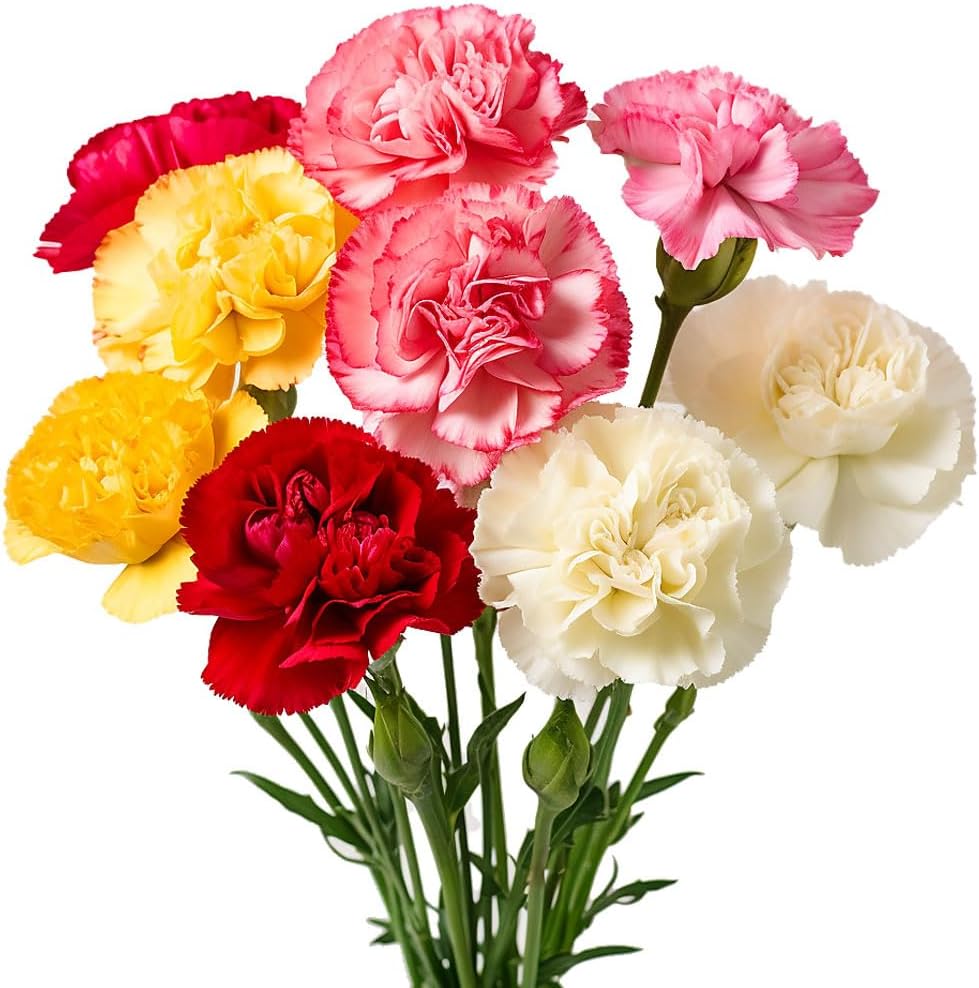 GlobalRose 100 Assorted Carnation Flowers - Responsibly Sourced Carnations Fresh Flowers - Hand-Picked Fresh Bouquet for Graduation, Anniversary, Birthday & Special Occasions (4 Bunches of 25 Stems)