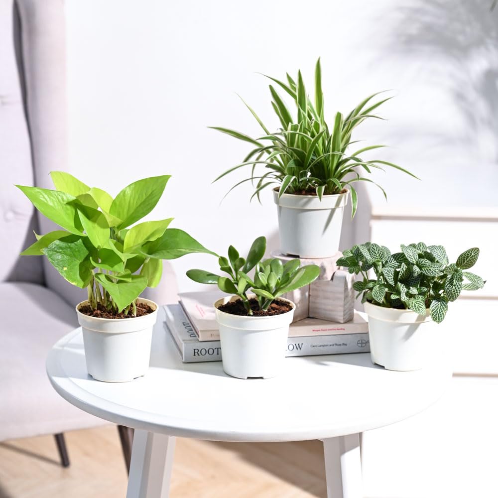 UGAOO Combo of 4 Indoor Live Plants for Home Decor with Pot - Philodendron Oxycardium Green, Golden Money Plant, Fittonia Green, Jade Mini (B0BNL6GTSR) Amazon Price History, Amazon Price Tracker