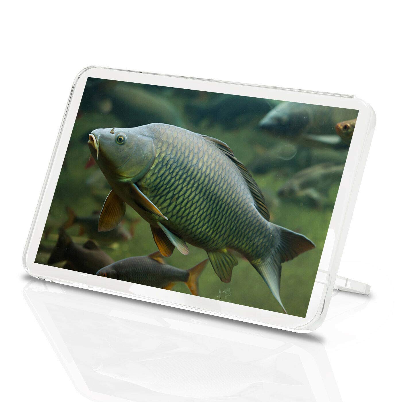 1 x Fridge Magnet -Wild Common Carp Classic Fridge Magnet - Fishing Angling Fun Fish Gift #15753