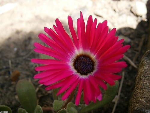 Miniatura 1 de 500 semillas de plantas de hielo -rojo brillante - Dorotheanthus bellidiformis- Livingstone Daisy