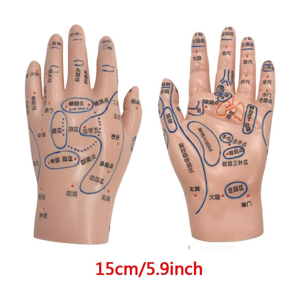 〇Od54 未使用保管品 鍼 ツボ モデル 手 耳 足 3点まとめ Amazon.co.jp: 4 アイテム 耳と手と足のツボモデル 耳ツボ 模型