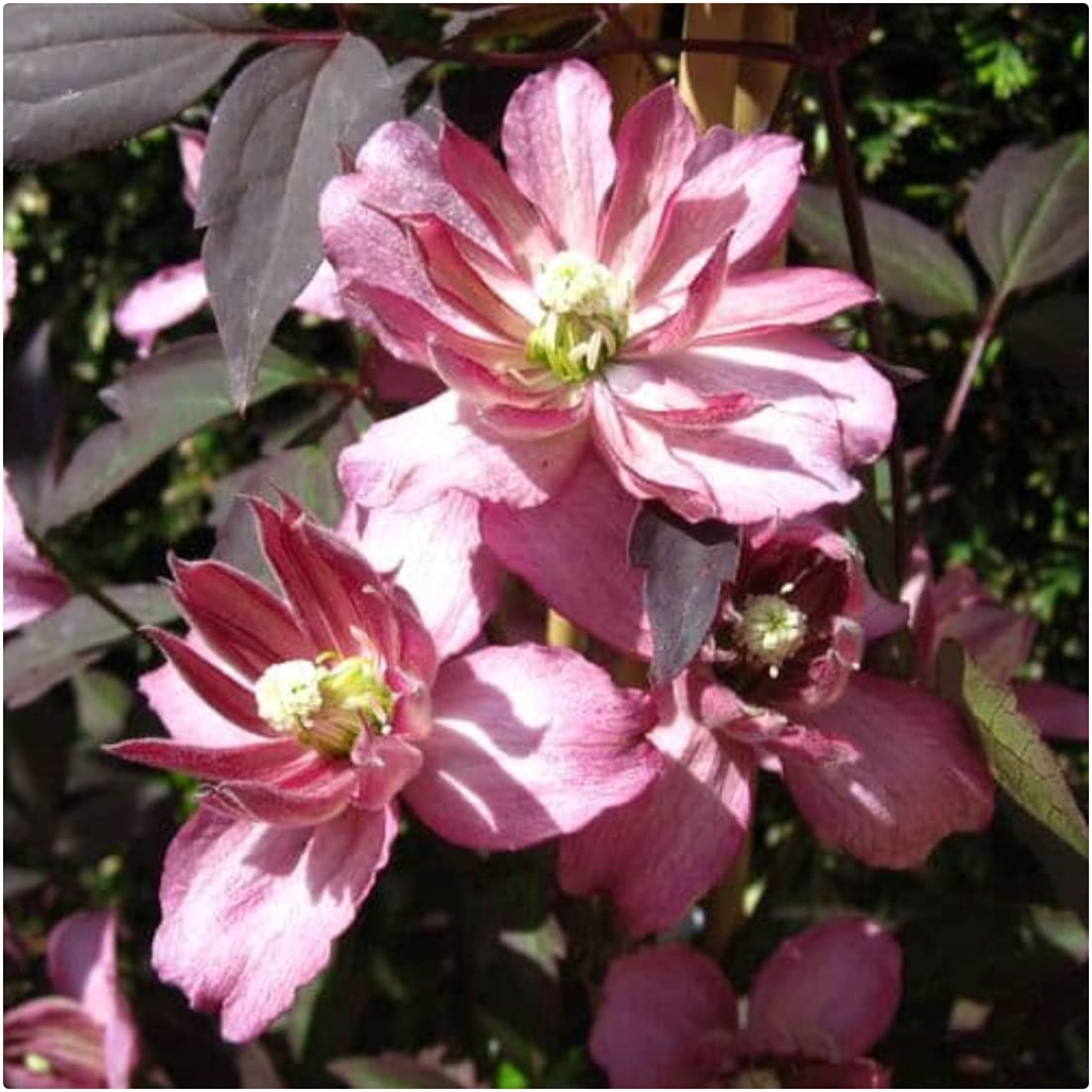 Clematis Montana 'Marjorie' X 3 Large Plug Plants for Potting on by Growtanical
