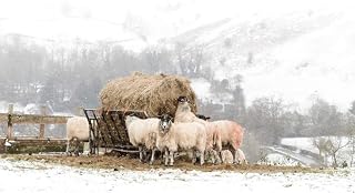 Sheep Landscape Photograph, The Peak District in the Snow, Mounted Print