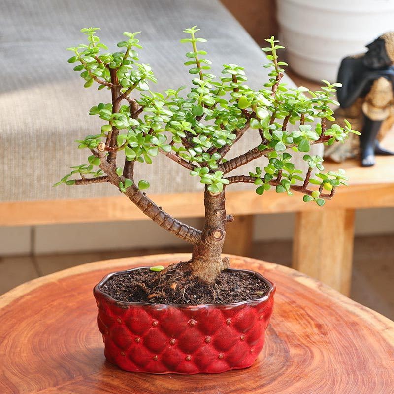 Jade Plant Hybrid (Pack Of 1) MQ-593-image-32