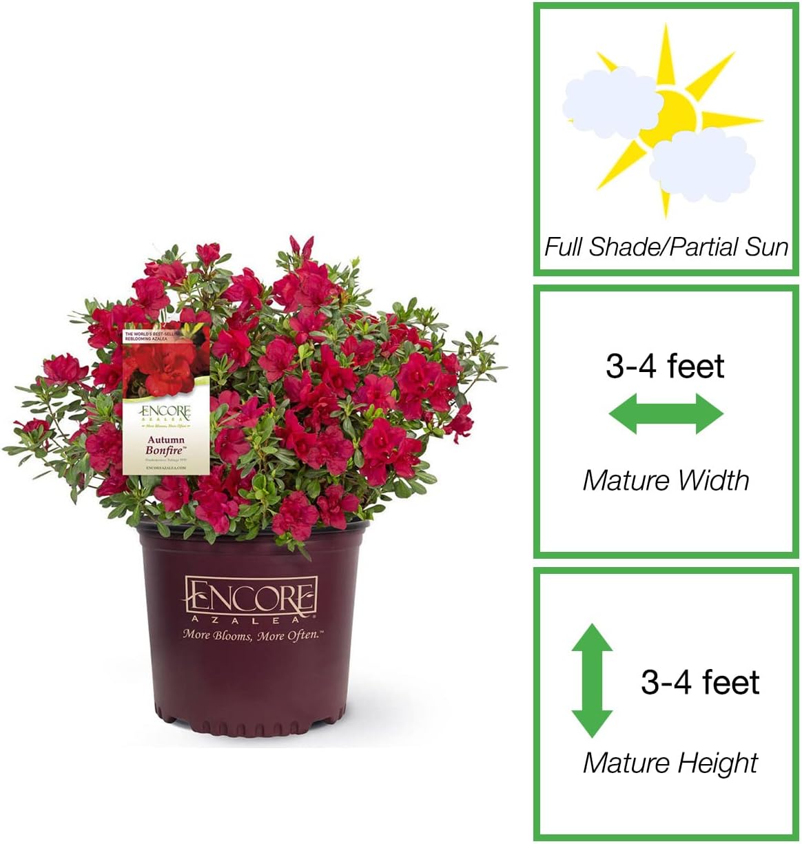 Live Autumn Bonfire Encore Azalea 3 Gal. | Hardy Flowering Shrub for Outdoor Garden | Colorful Flowers can be Potted or Used as Ground Cover