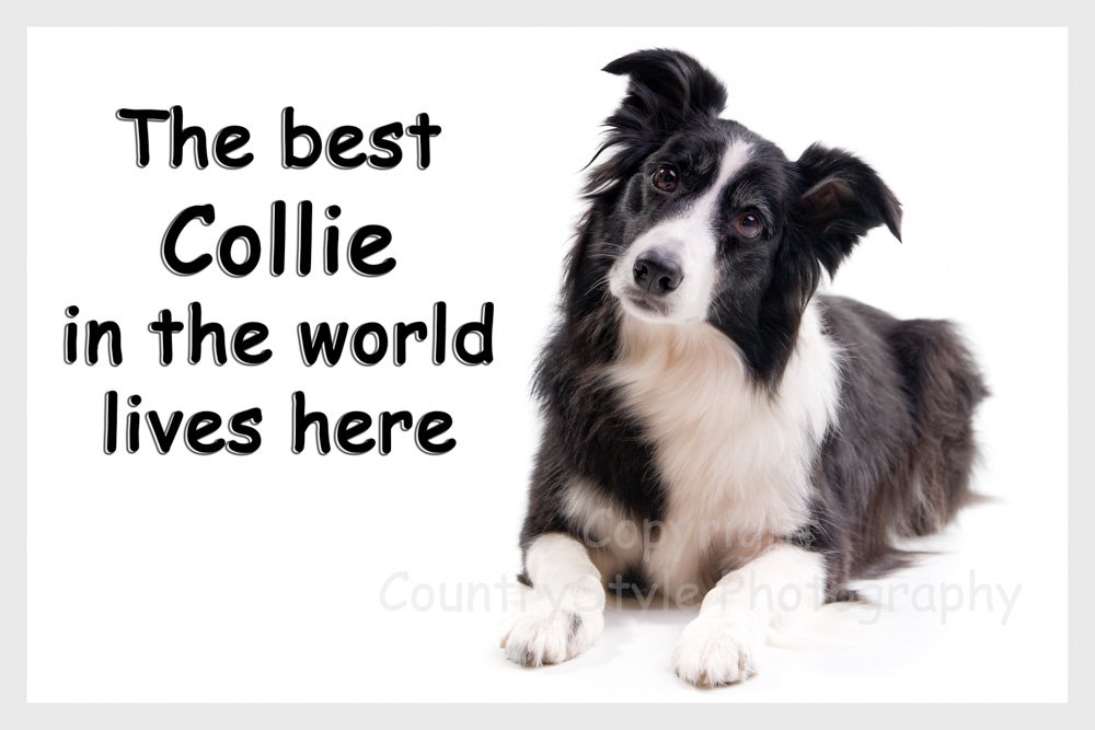 Countrystyle Gifts White Border Collie Fridge Magnet Sheepdog Gift - The Best Collie In The World Lives Here