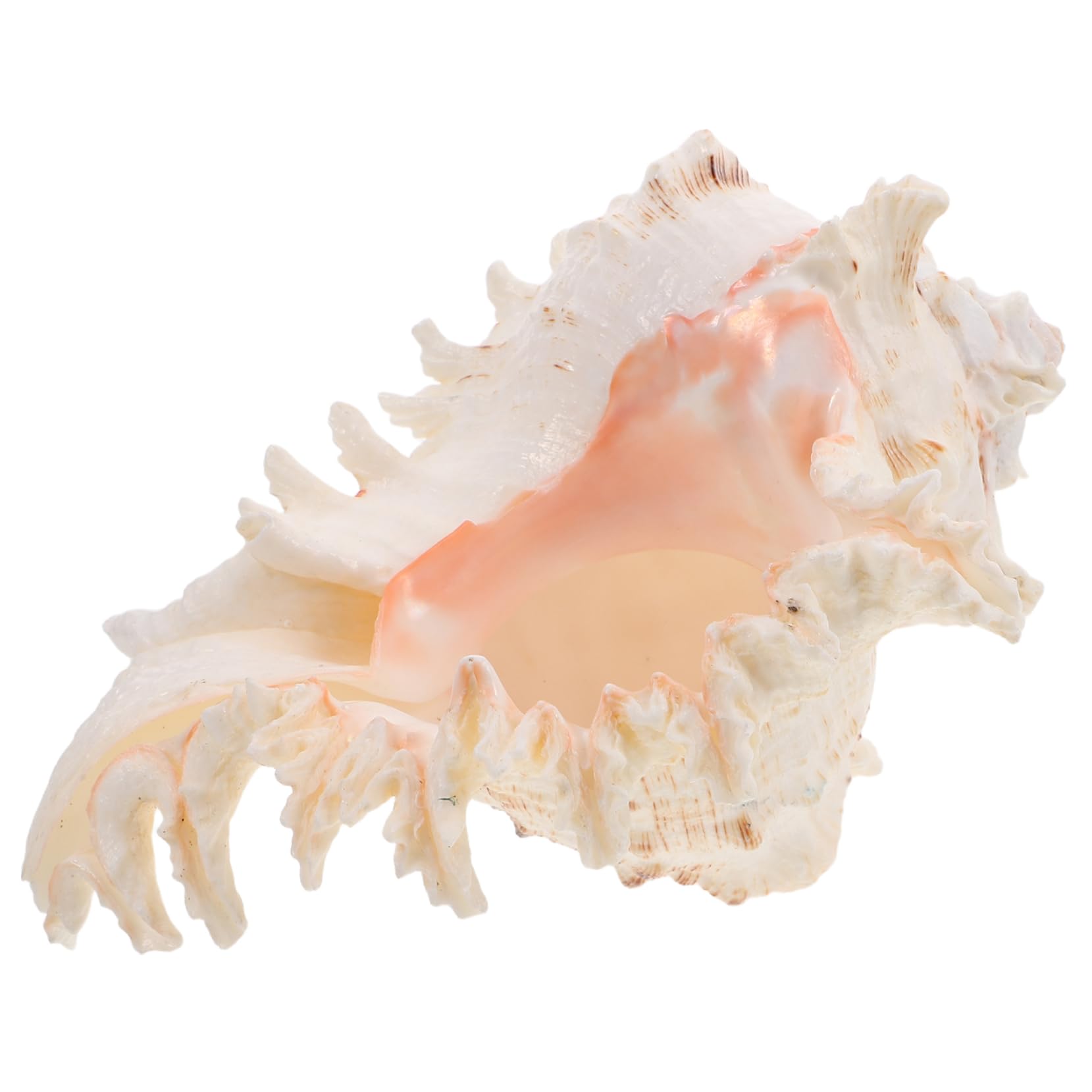 ULTECHNOVO Conchiglia Naturale Grande per Decorazioni Spiaggia e Feste Matrimonio Decorazione Versatile in Conchiglia per Acquario o Centrotavola