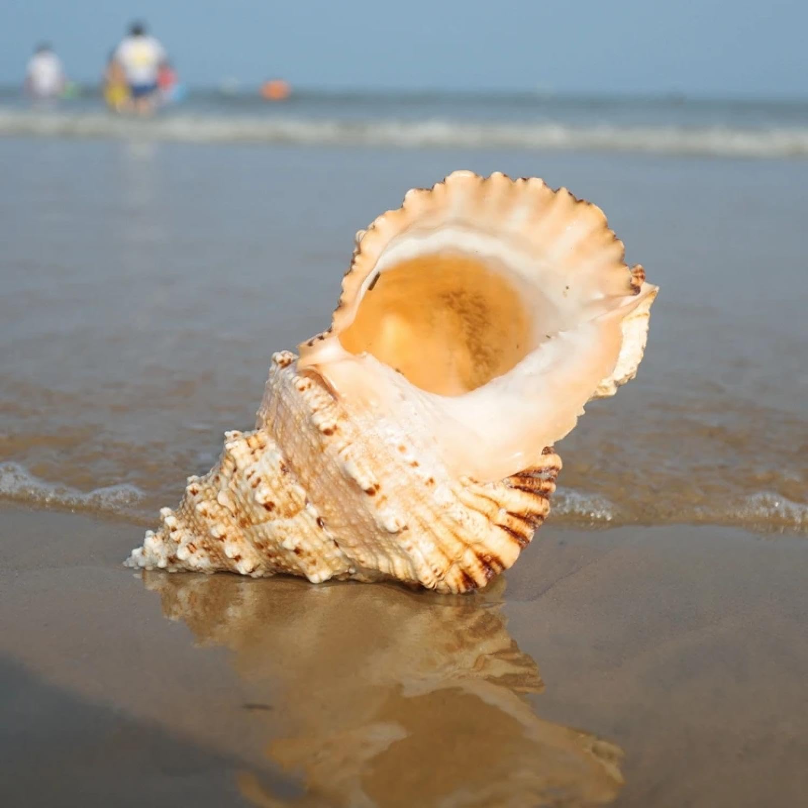 Conchiglie per decorazione, grande crisantemo, rana, lumaca, conchiglie, corno di pietra, lumaca, può essere trasformata in corno acquario decorazione naturale per la casa 24-25 cm