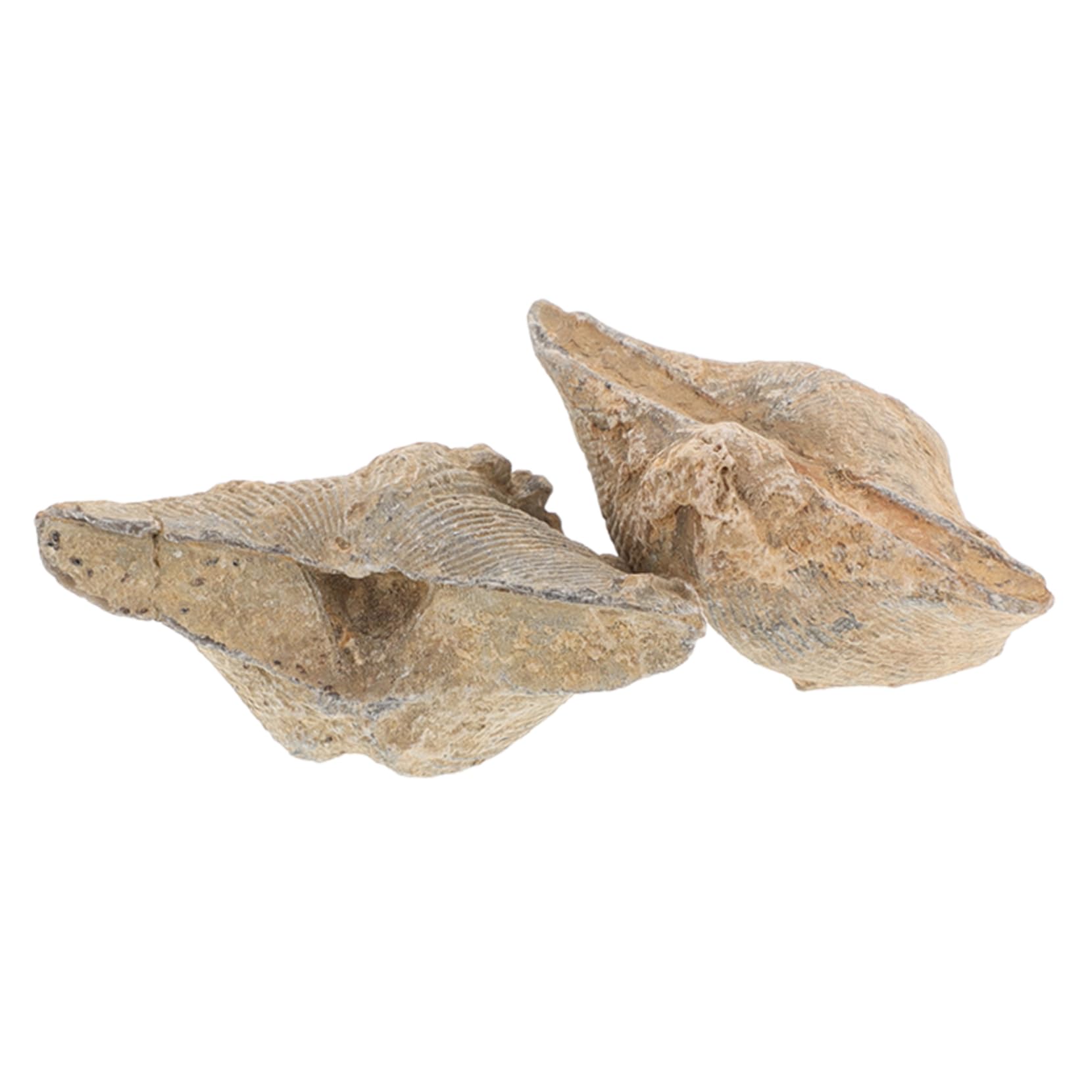 FUNOMOCYA 2pcs Authentic Marine Specimen for Geology Education Shell Adornment Home Decor