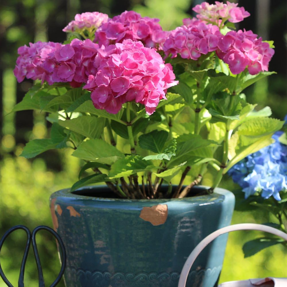 Hydrangea macrophylla ‘Early Pink’ - Hardy Shrub - Large Pink Flowering - Ideal for Borders & Patio Pot Displays - Easy to Grow Your Own - Cottage Garden - 2X 9cm Pot by Thompson and Morgan (2)