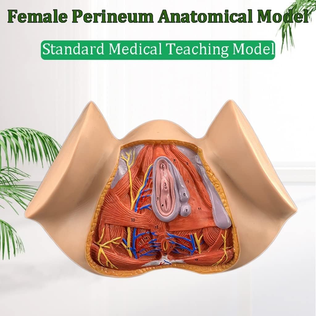 1 szt. Model anatomiczny kobiecego krocza w naturalnej wielkości – kolorowa pomoc dydaktyczna do nauki anatomii ginekologicznej w placówkach opieki zdrowotnej
