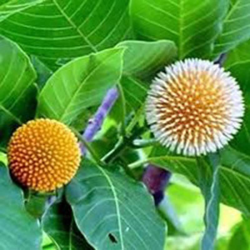 Mphmi Seedless Plant Indoor Plants Kadamba Plant (B0CVSBPS3M) Amazon Price History, Amazon Price Tracker