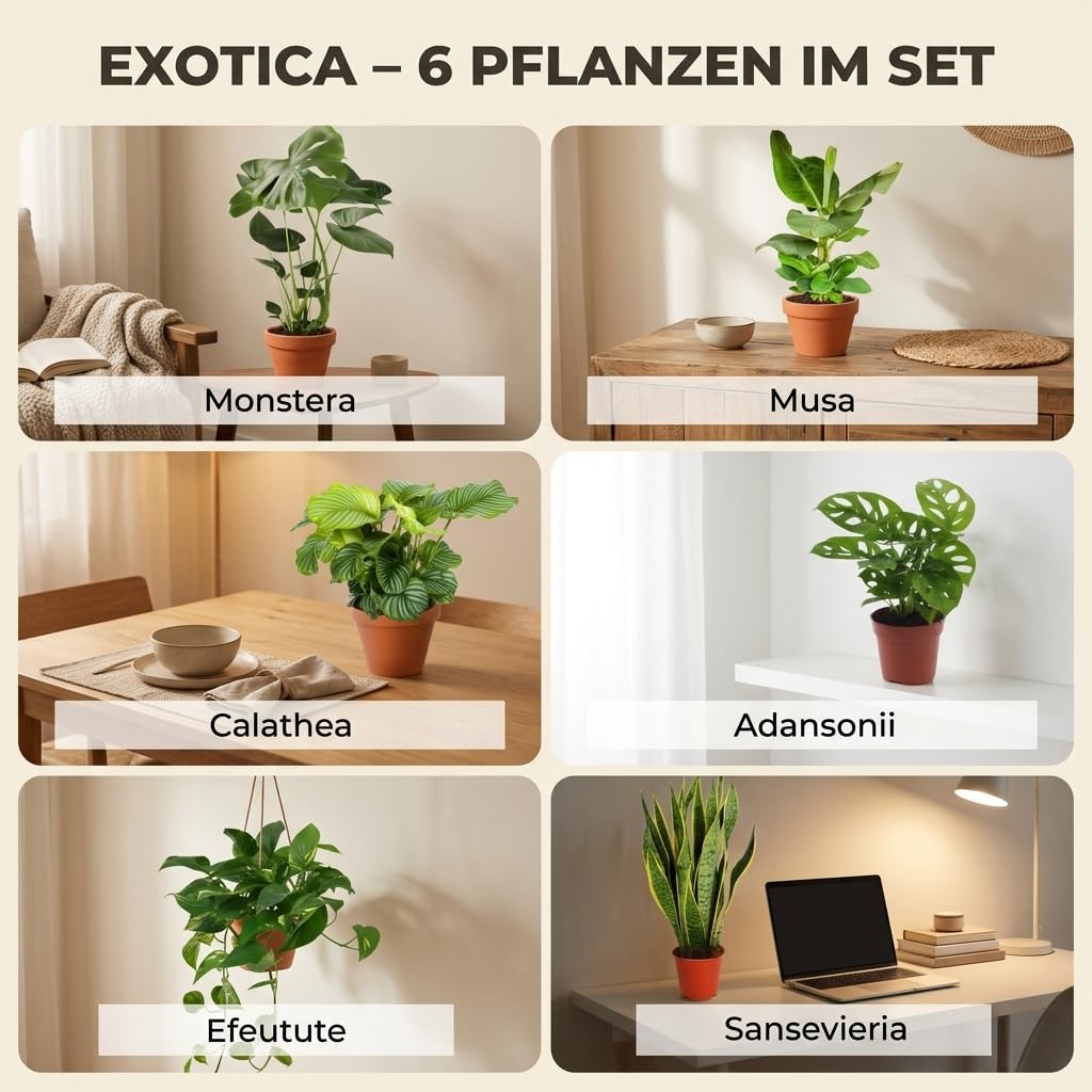 “Exotica” Pflanzenset | 6er-Set | Monstera, Musa, Calathea, Adansonii, Efeutute, Sansevieria | ca. 25-50 cm | Ø 12-15 cm Topf | Exotische Zimmerpflanzen für Wohnung und Büro