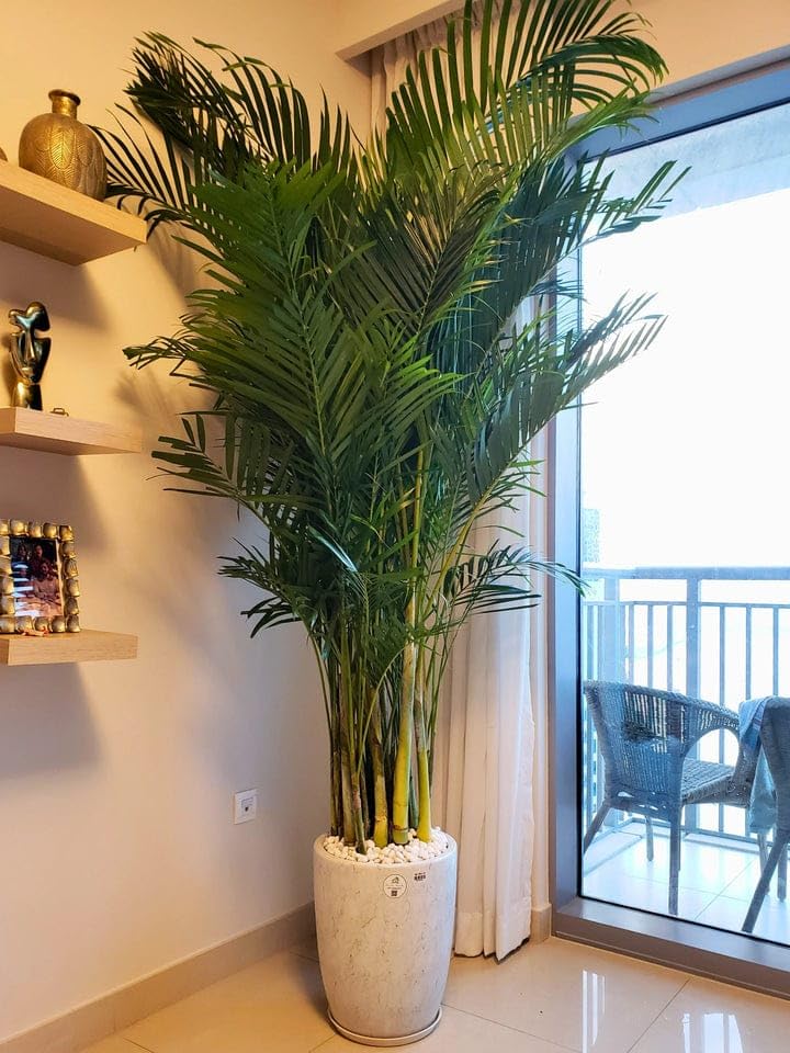 Live Areca Palm Indoor Air Purifying Houseplant Tropical Clustering Palm Plant 1 Live Healthy Plant