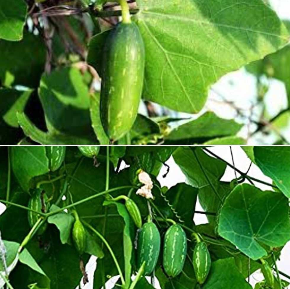 See full amazon price history chart for Ivy gourd plant seeds (4 stem) Ivy gourd plant seeds (4 stem) (B0C85G9YTJ) Amazon Price History, Amazon Price Tracker